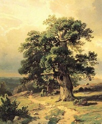 Дуб, Картина